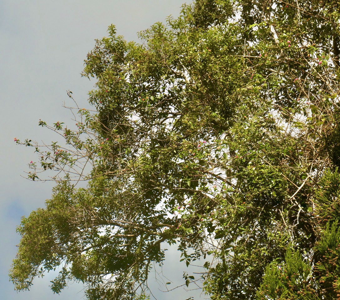 Lantana camara . galabert.corbeille d&rsquo;or.verbenaceae. grimpant sur Agarista buxifolia.petit bois de rempart.ericaceae.endémique Madagascar Mascareignes..jpeg