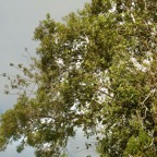 Lantana camara . galabert.corbeille d&rsquo;or.verbenaceae. grimpant sur Agarista buxifolia.petit bois de rempart.ericaceae.endémique Madagascar Mascareignes..jpeg