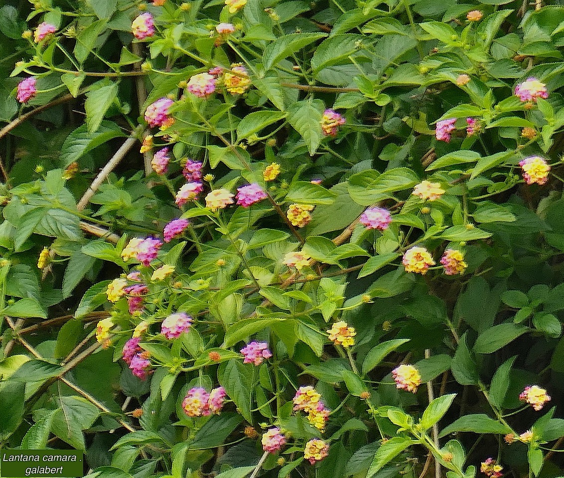 Lantana camara . galabert.corbeille d&rsquo;or.verbenaceae..jpeg