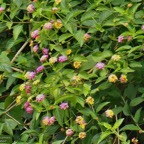 Lantana camara . galabert.corbeille d&rsquo;or.verbenaceae..jpeg