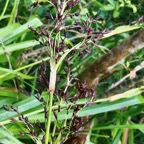 Machaerina iridifolia .paille sabre.cyperaceae.endémique Réunion Maurice ?.jpeg