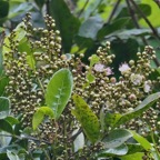 Molinaea alternifolia  Tan Georges.( inflorecences ) sapindaceae.endémique Réunion Maurice..jpeg