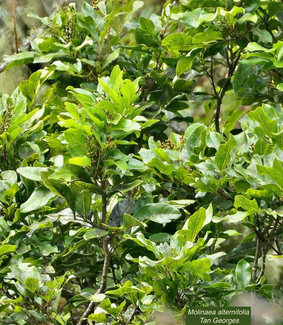 Molinaea alternifolia  Tan Georges.sapindaceae.endémique Réunion Maurice..jpeg
