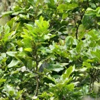 Molinaea alternifolia  Tan Georges.sapindaceae.endémique Réunion Maurice..jpeg