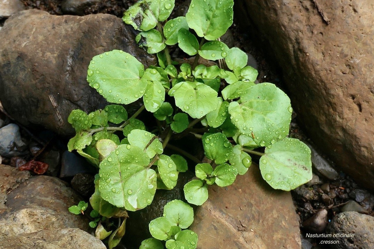 Nasturtium officinale.cresson..brassicaceae.stenonaturalisé..jpeg