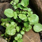 Nasturtium officinale.cresson..brassicaceae.stenonaturalisé..jpeg