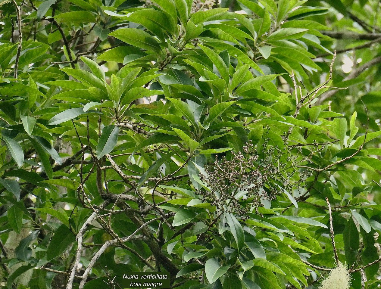 Nuxia verticillata.bois maigre.stilbaceae.endémique Réunion Maurice. P1176169.jpeg