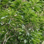 Nuxia verticillata.bois maigre.stilbaceae.endémique Réunion Maurice. P1176169.jpeg