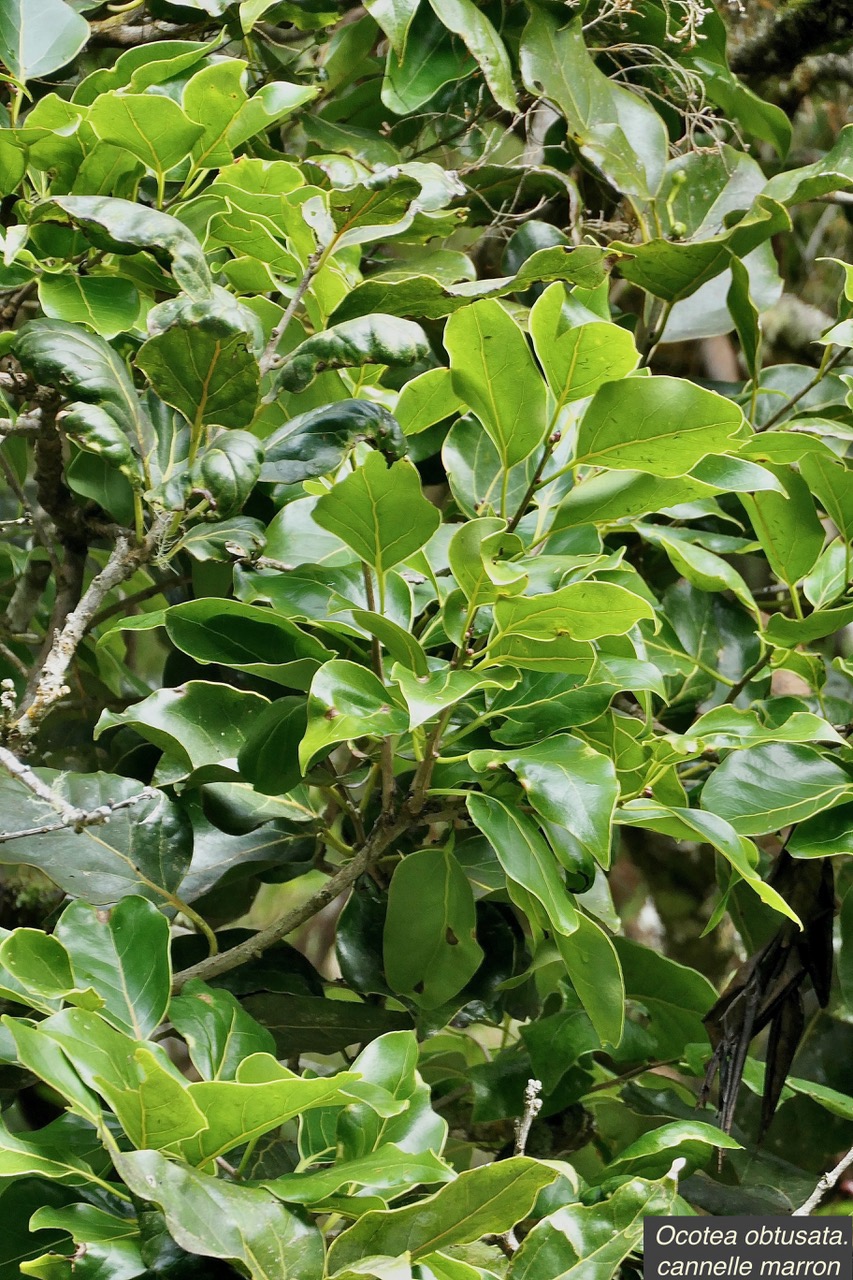 Ocotea obtusata.cannelle marron .lauraceae. endémique Réunion Maurice. (2).jpeg
