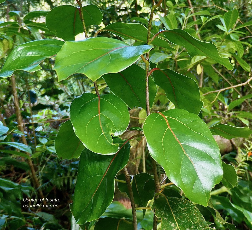 Ocotea obtusata.cannelle marron .lauraceae. endémique Réunion Maurice..jpeg