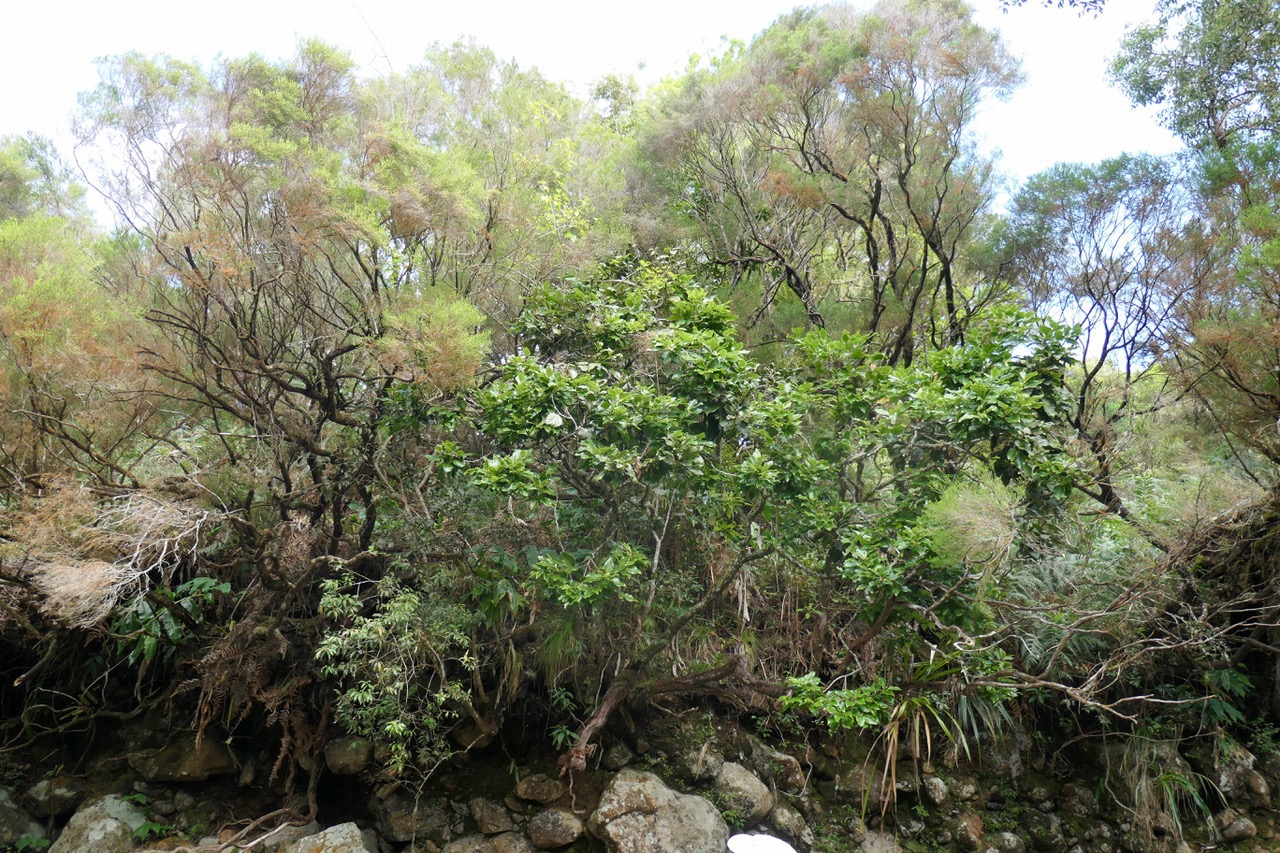 Ocotea obtusata.cannelle marron au centre devant Erica réunionensis branle vert.jpeg