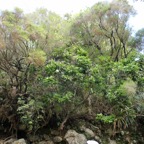 Ocotea obtusata.cannelle marron au centre devant Erica réunionensis branle vert.jpeg