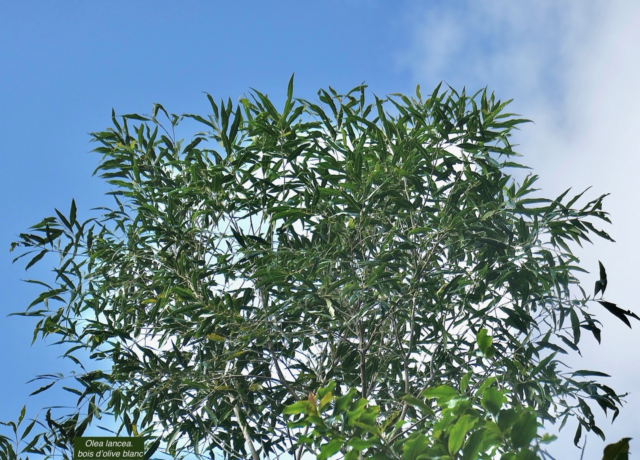 Olea lancea. bois d&rsquo;olive blanc.oleaceae.indigène Réunion..jpeg