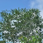 Olea lancea. bois d&rsquo;olive blanc.oleaceae.indigène Réunion..jpeg