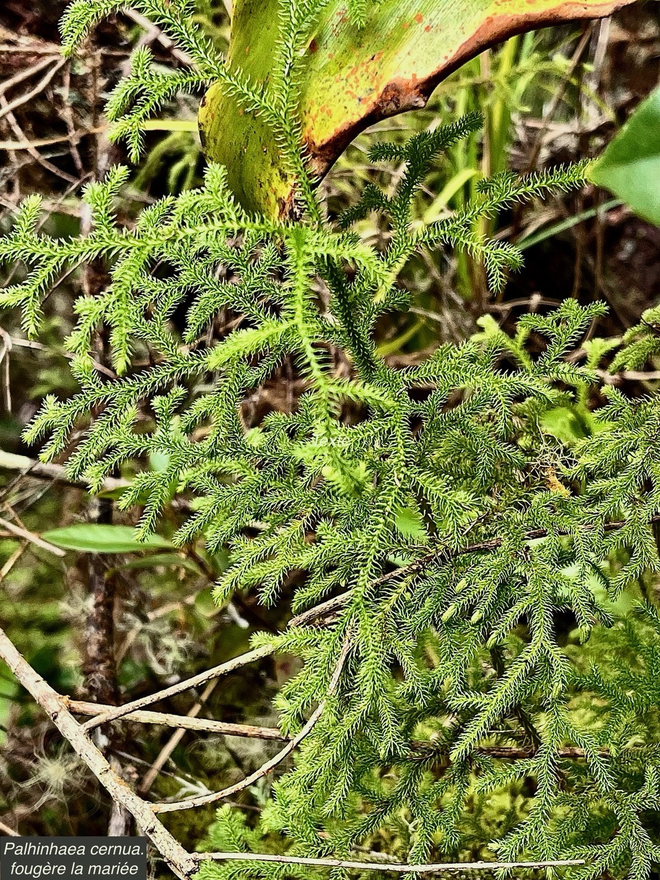 Palhinhaea cernua..Lycopodiella cernua fougère décorative.fougère la mariée.lycopodiaceae.indigène Réunion..jpeg