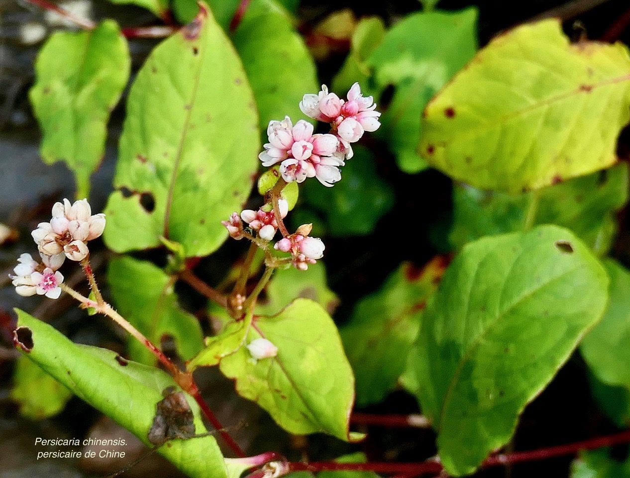 Persicaria chinensis.persicaire de Chine.liane rouge. polygonaceae.amphinaturalisé.espèce envahissante..jpeg