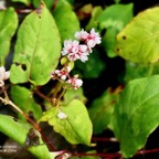 Persicaria chinensis.persicaire de Chine.liane rouge. polygonaceae.amphinaturalisé.espèce envahissante..jpeg