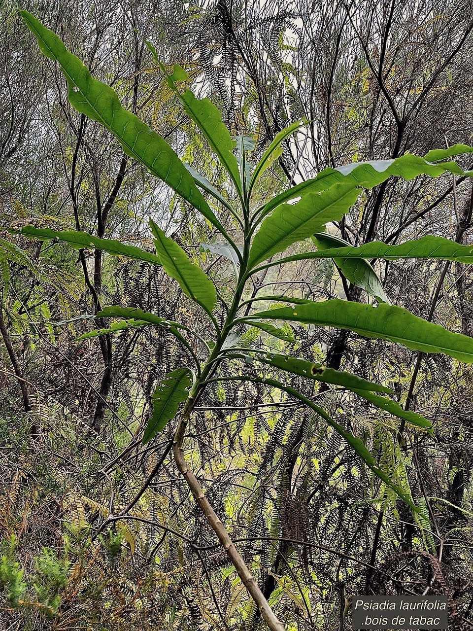 Psiadia laurifolia.bois de tabac.bois de chenilles .asteraceae.endémique Réunion..jpeg