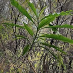 Psiadia laurifolia.bois de tabac.bois de chenilles .asteraceae.endémique Réunion..jpeg