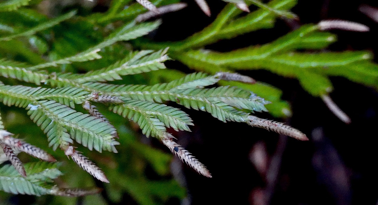 Selaginella sinuosa. selaginellaceae.endémique Réunion.Maurice. (1).jpeg