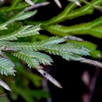 Selaginella sinuosa. selaginellaceae.endémique Réunion.Maurice. (1).jpeg