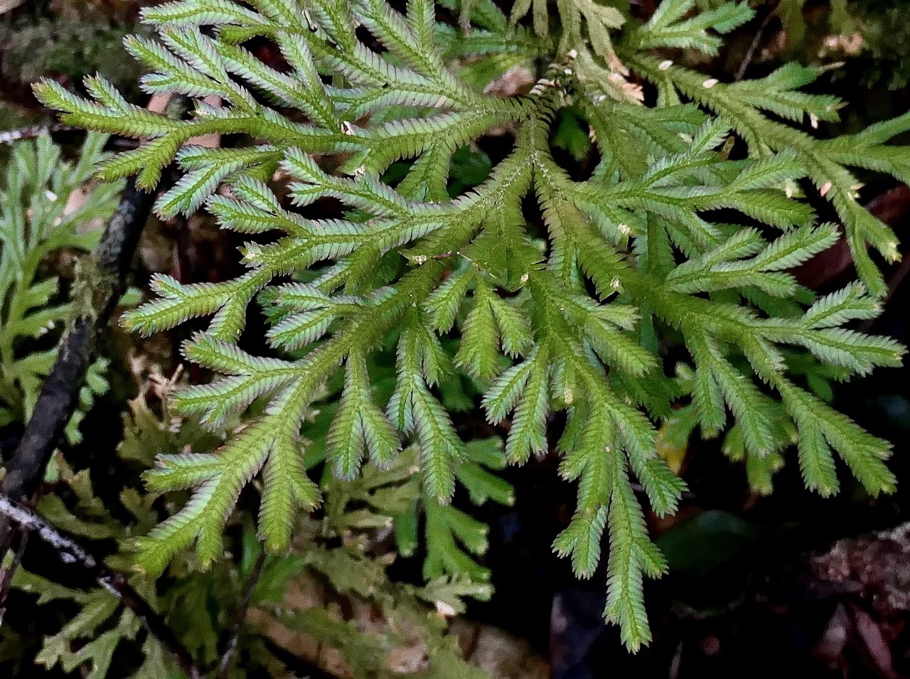 Selaginella sinuosa. selaginellaceae.endémique Réunion.Maurice..jpeg