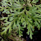 Selaginella sinuosa. selaginellaceae.endémique Réunion.Maurice..jpeg