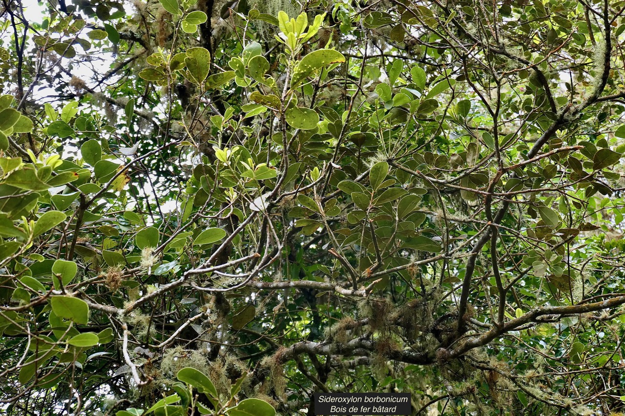 Sideroxylon borbonicum  Bois de fer bâtard .natte coudine .sapotaceae.endémique Réunion.jpeg