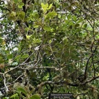 Sideroxylon borbonicum  Bois de fer bâtard .natte coudine .sapotaceae.endémique Réunion.jpeg