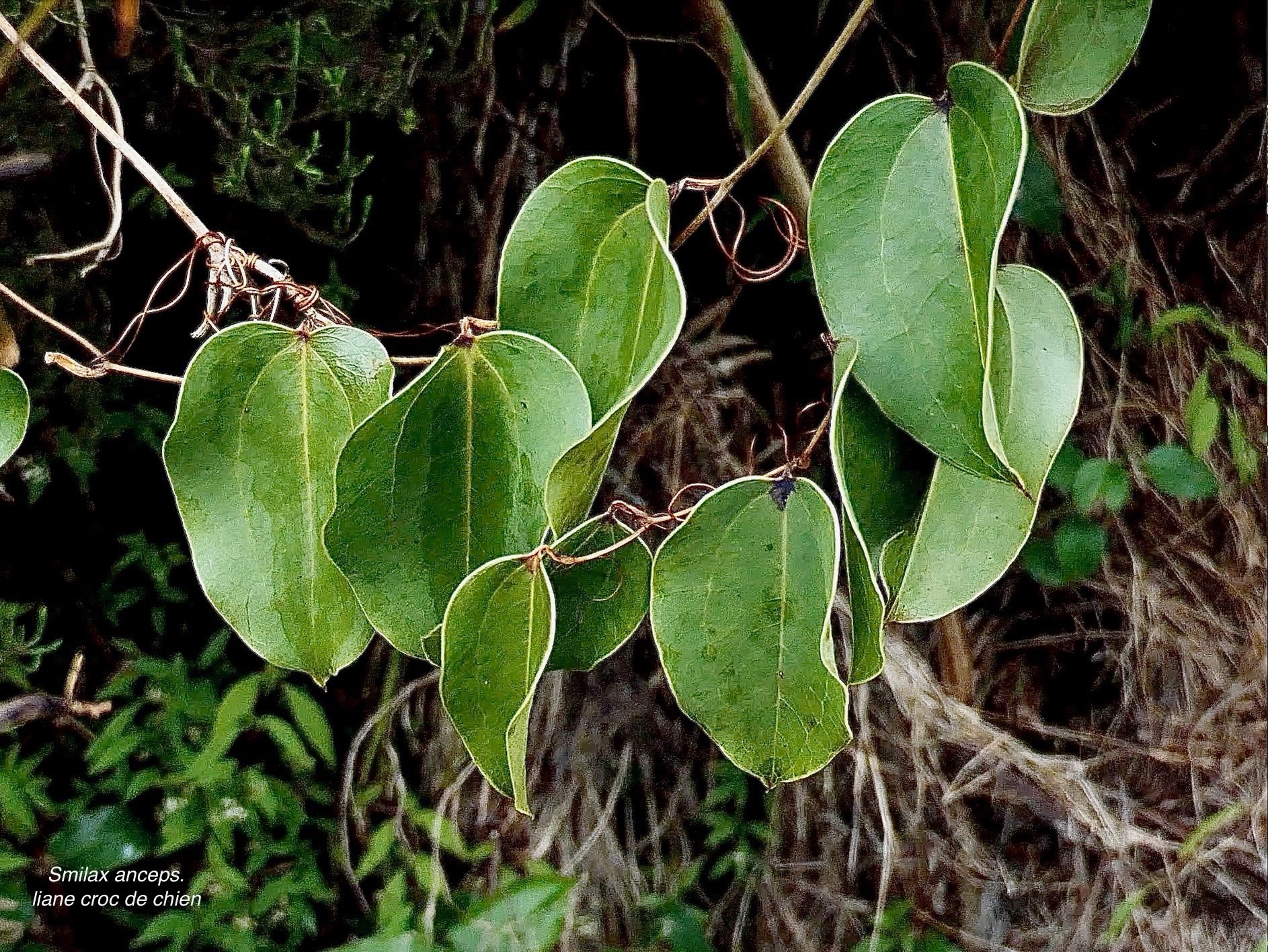 Smilax anceps.liane croc de chien.smilacaceae.indigène Réunion..jpeg