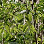 Syzygium cymosum .bois de pomme rouge.myrtaceae.endémique Réunion Maurice..jpeg