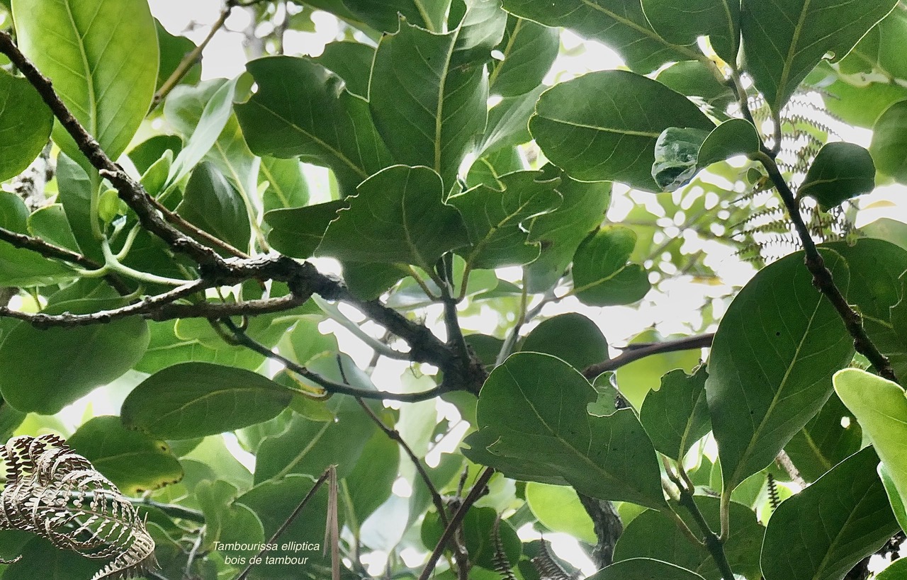 Tambourissa elliptica subsp micrantha lorence.bois de bombarde.bois de bombarde à petites feuilles.monimiaceae.endémique Réunion..jpeg