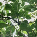 Tambourissa elliptica subsp micrantha lorence.bois de bombarde.bois de bombarde à petites feuilles.monimiaceae.endémique Réunion..jpeg
