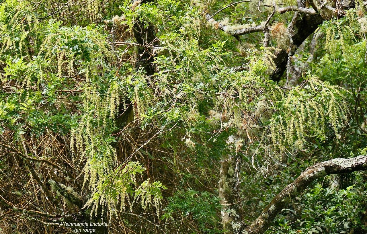 Weinmannia tinctoria.tan rouge.bois de tan( inflorescences ) cunoniaceae.endémique Réunion. Maurice.jpeg