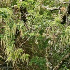 Weinmannia tinctoria.tan rouge.bois de tan( inflorescences ) cunoniaceae.endémique Réunion. Maurice.jpeg