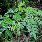 Weinmannia tinctoria.tan rouge.bois de tan.cunoniaceae.endémique Réunion. Maurice.jpeg