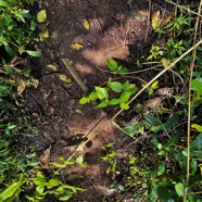 2. Lantana-camara-Galabert lianessant omniprésent dans ce secteur.jpeg