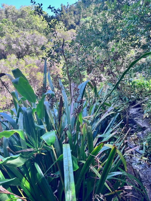 3. Machaerina iridifolia Paille sabre Cyperaceae INDIGENE La Réunion.jpeg