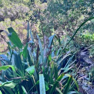 3. Machaerina iridifolia Paille sabre Cyperaceae INDIGENE La Réunion.jpeg