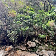 4. Ocotea obtusata Cannelle marron Lauraceae ENDEMIQUE La Réunion, Maurice.jpeg