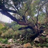 5. Agarista salicifolia - Bois de rempart - Ericacée.jpeg