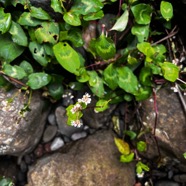 6. Persicaria chinensis Polygonaceae AMPHINATURALISE ENVAHISSANT.jpeg