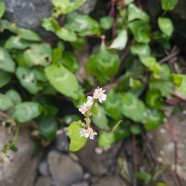 7. Fleurs Persicaria chinensis Polygonaceae AMPHINATURALISE ENVAHISSANT.jpeg