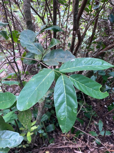 8. .Antidesma madagascariense - Bois de cabri (blanc) - Euphorbiaceae -    Madagascar. Comores. La Réunion. Maurice.jpeg