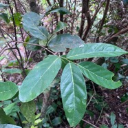 8. .Antidesma madagascariense - Bois de cabri (blanc) - Euphorbiaceae -    Madagascar. Comores. La Réunion. Maurice.jpeg