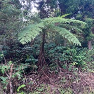 9 Sphaeropteris cooperi Fanjan australien Cyatheaceae AMPHINATURALISE ENVAHISSANT.jpeg