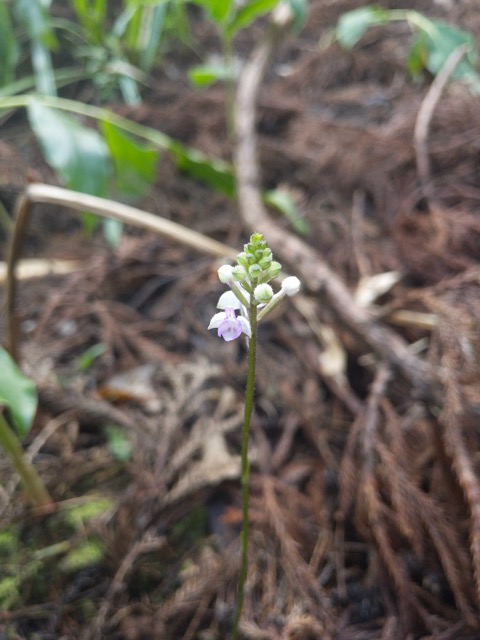 11. Cynorkis ridleyi ( squamosa Flore des Mascareignes) Orchidaceae INDIGENE La Réunion.jpeg