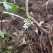 11. Cynorkis ridleyi ( squamosa Flore des Mascareignes) Orchidaceae INDIGENE La Réunion.jpeg