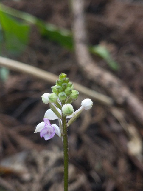 12.  Cynorkis ridleyi ( squamosa Flore des Mascareignes) Orchidaceae INDIGENE La Réunion.jpeg