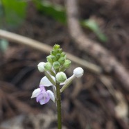 12.  Cynorkis ridleyi ( squamosa Flore des Mascareignes) Orchidaceae INDIGENE La Réunion.jpeg